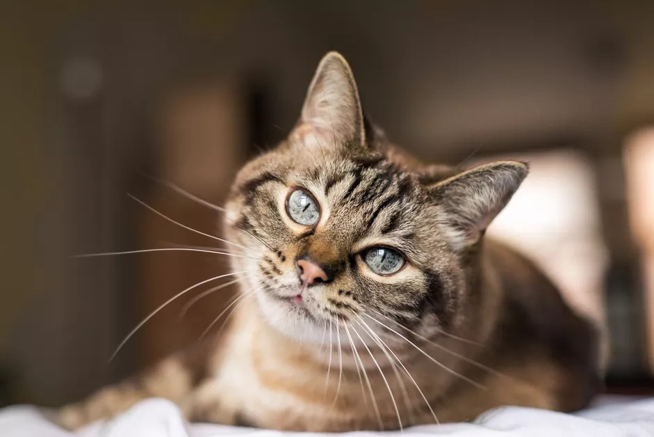 中华狸花猫