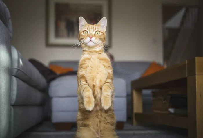 站起来眺望的小黄猫