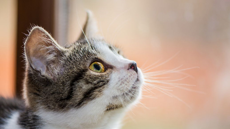 一只正在思考的花猫