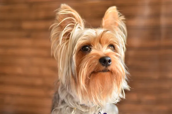 约克夏犬