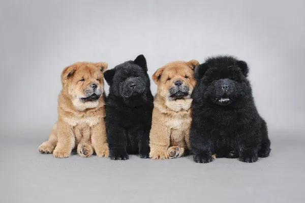 是什么决定了哪些狗是最愚蠢的犬种？ 周星驰。