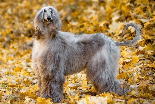 阿富汗猎犬。 最笨的犬种