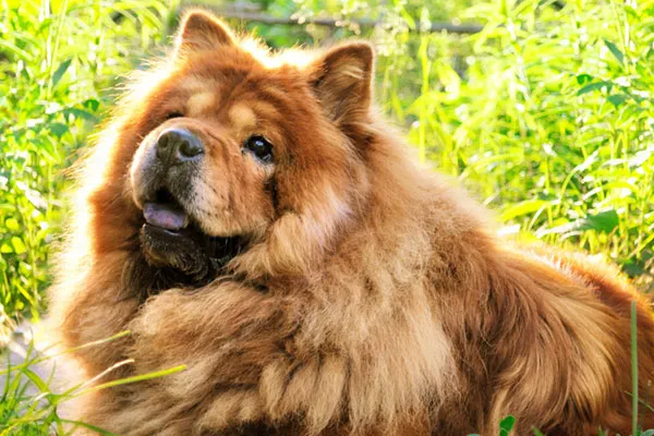 一只松狮犬。 最笨的犬种