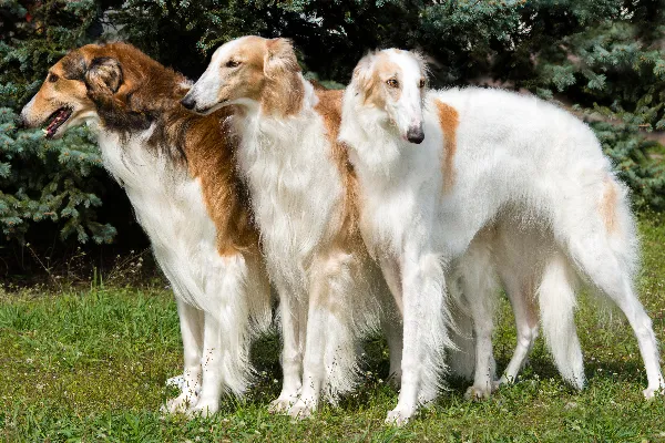 猎狼犬。 最笨的犬种