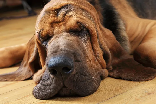 寻血猎犬。 最笨的犬种
