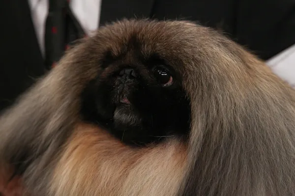 最笨的犬种