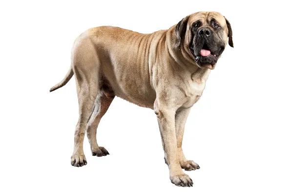獒。 最笨的犬种
