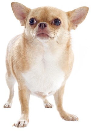 Fat dog