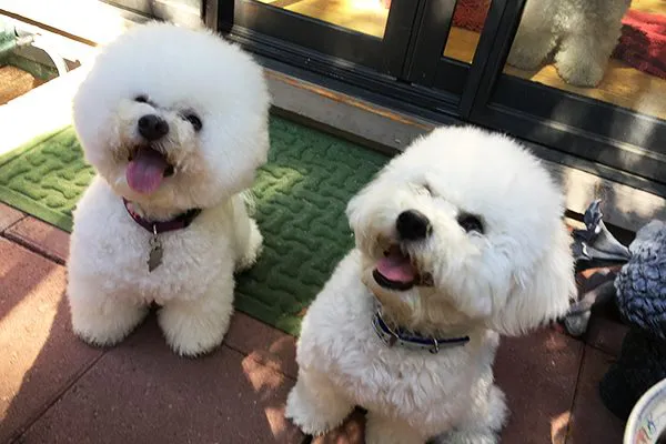 两只白色的比熊犬