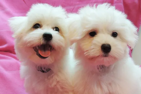 棉花面纱犬