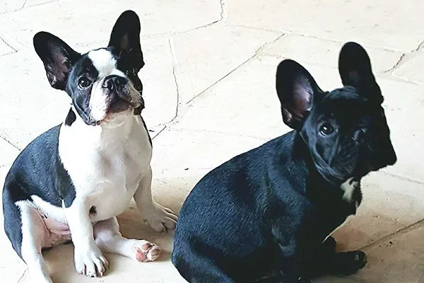 法国斗牛犬