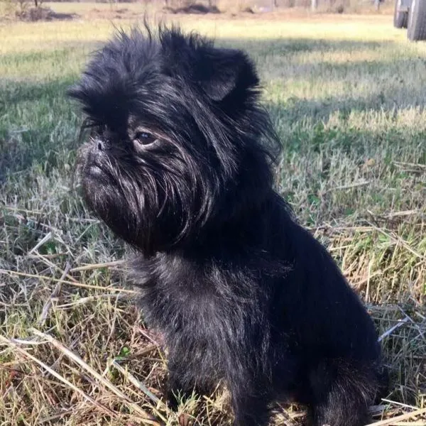 一只小猴犬