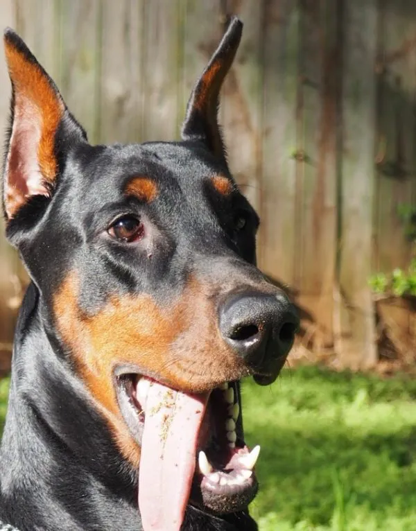 杜宾犬