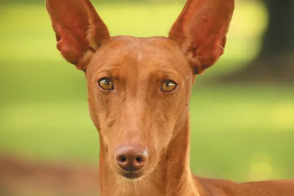 西西里猎犬