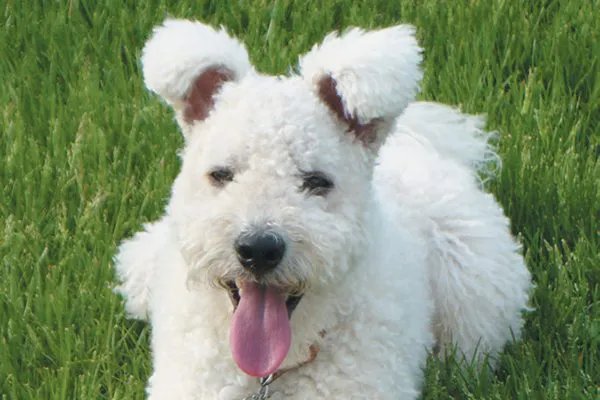 波密犬