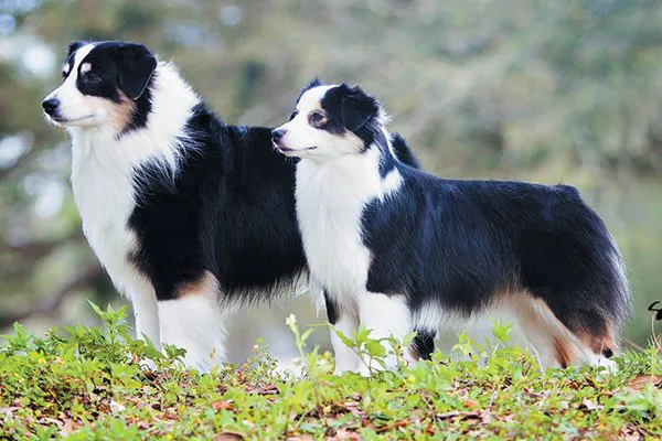小型美国牧羊犬。