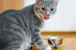 猫的健康饮食