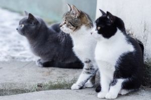 三只猫太多了
