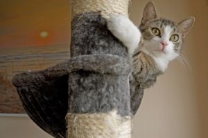 三只猫太多了