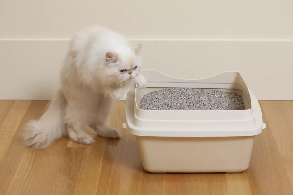 波斯猫嗅垃圾箱