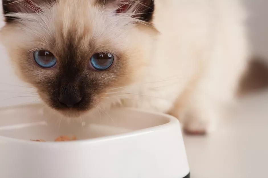 海豹点伯曼猫，4个月大的小猫，雄性。