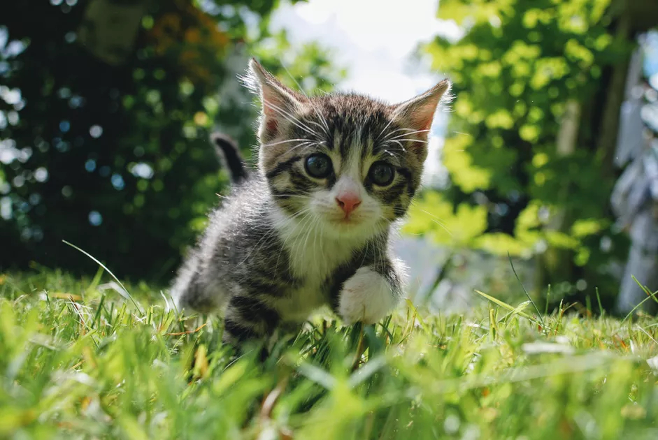 猫在球场上的照片