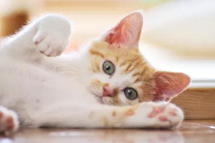 一只白色和橙色的小猫