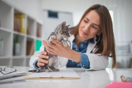 在兽医访问的灰色小猫