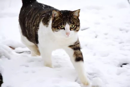 猫在雪覆盖的田野上行走的肖像