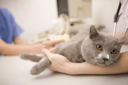 猫接受兽医检查