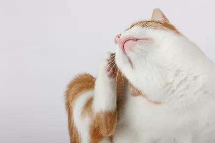 猫抓耳朵