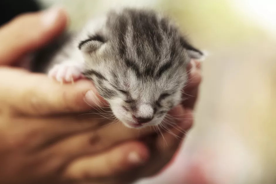 手中的灰色小猫