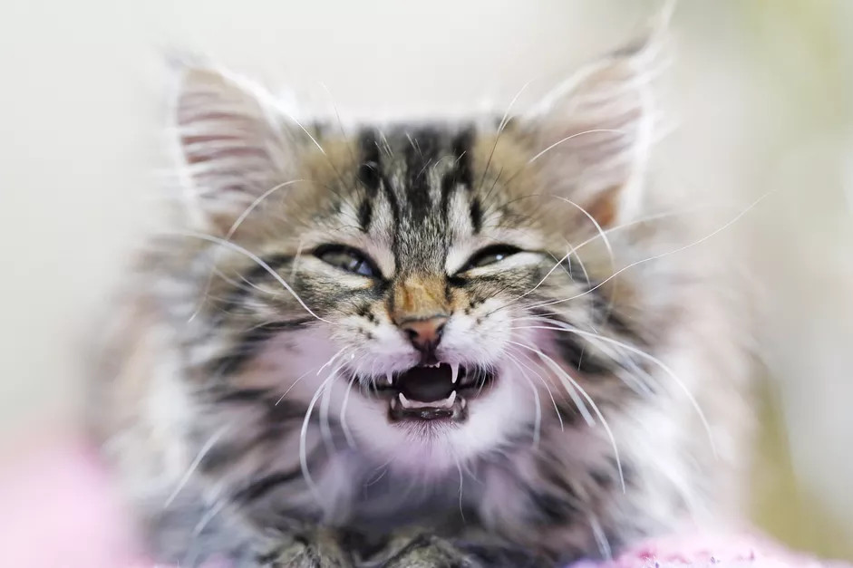 长着牙齿的小猫