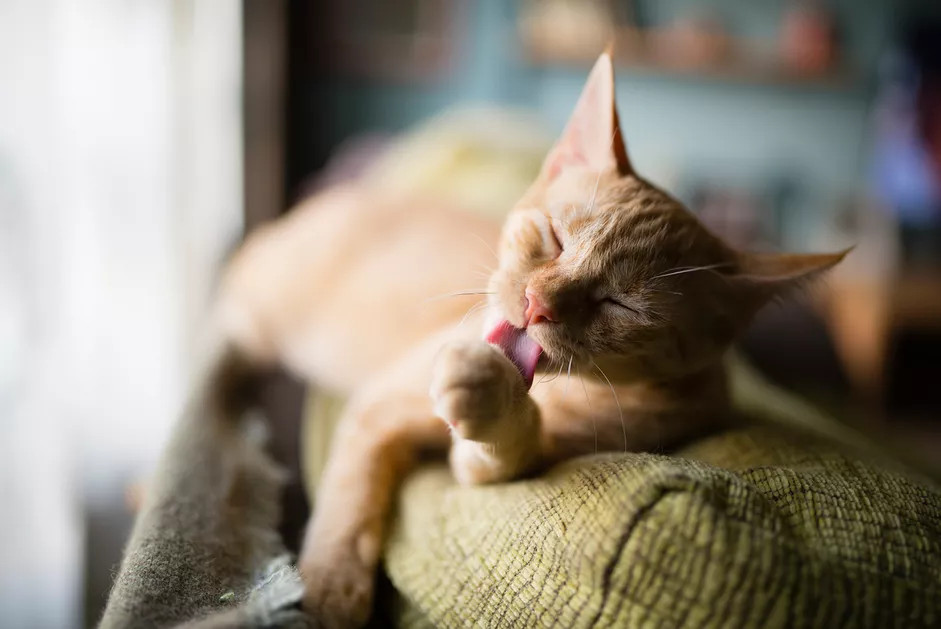 正在给自己美容的猫