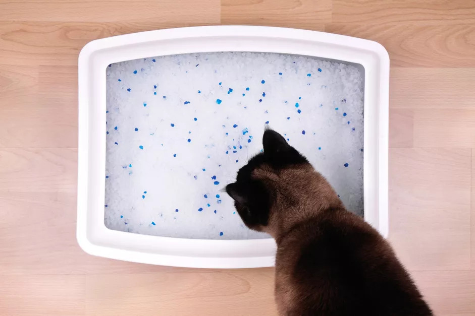 小猫便秘导致猫砂盆空空如也