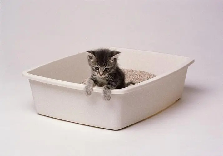 小猫腹泻怎么办