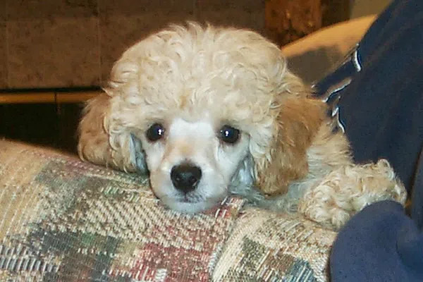 玩具贵宾犬。