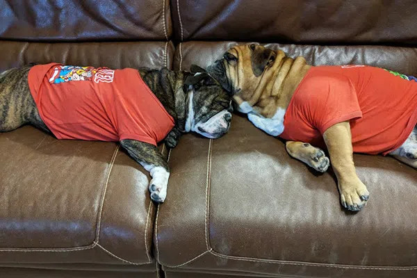 斗牛犬。 