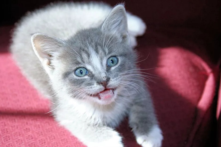 小猫咪