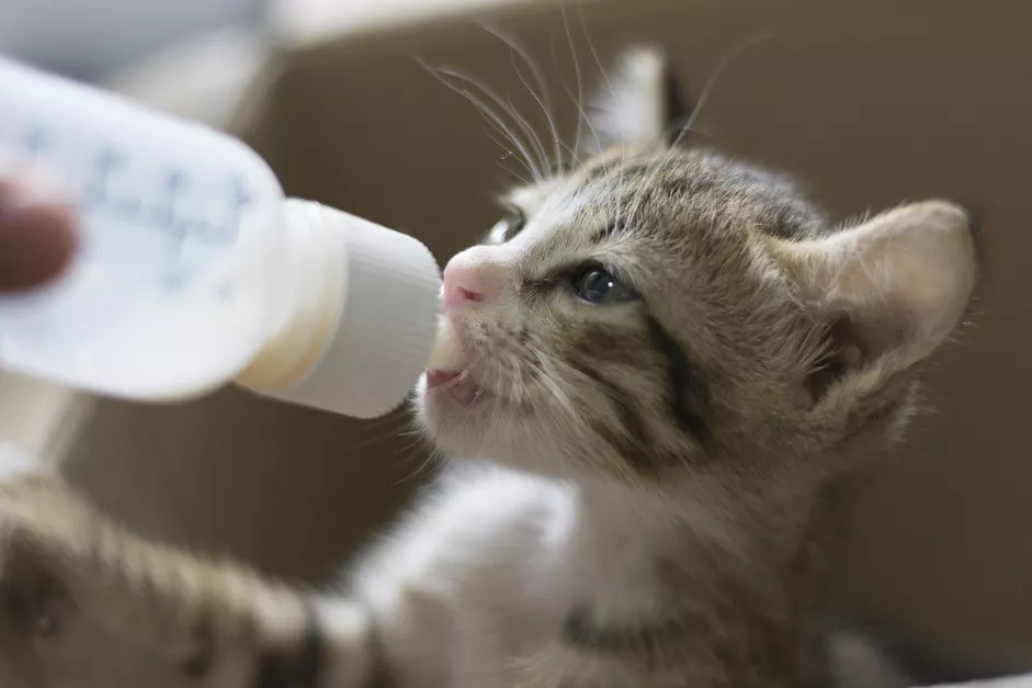 正在喝奶的小猫