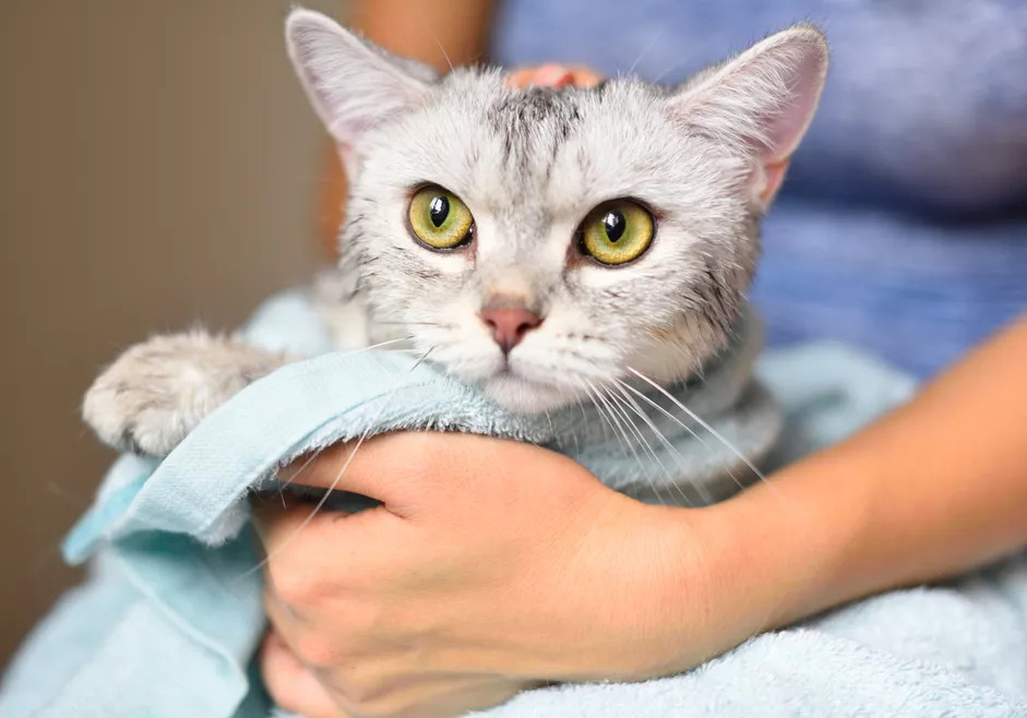 洗完澡的猫咪