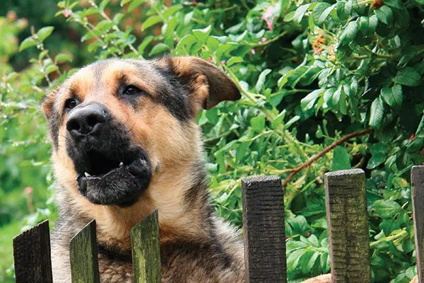 一只德国牧羊犬越过栅栏狂吠。