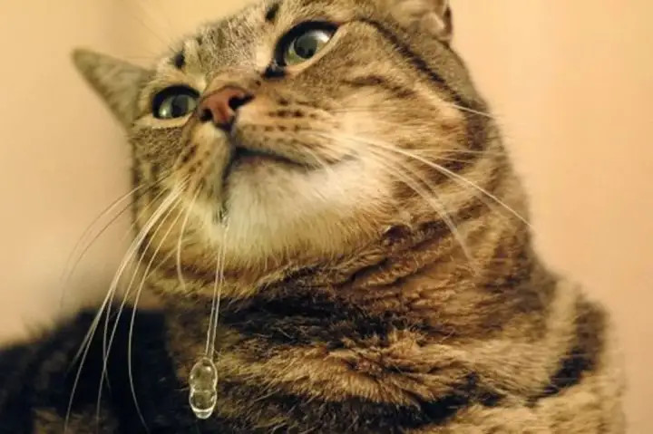 正在流口水的猫咪