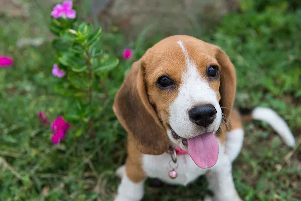 一只比格犬