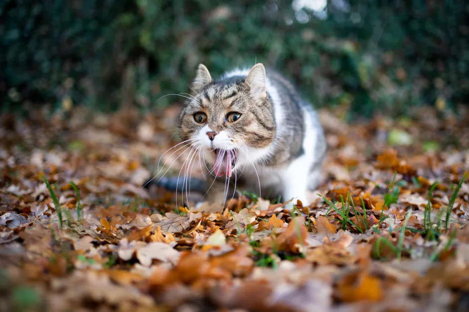 正在吐血的猫咪