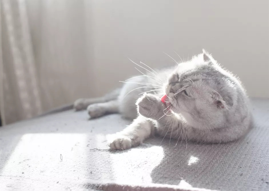 猫正在舔前爪