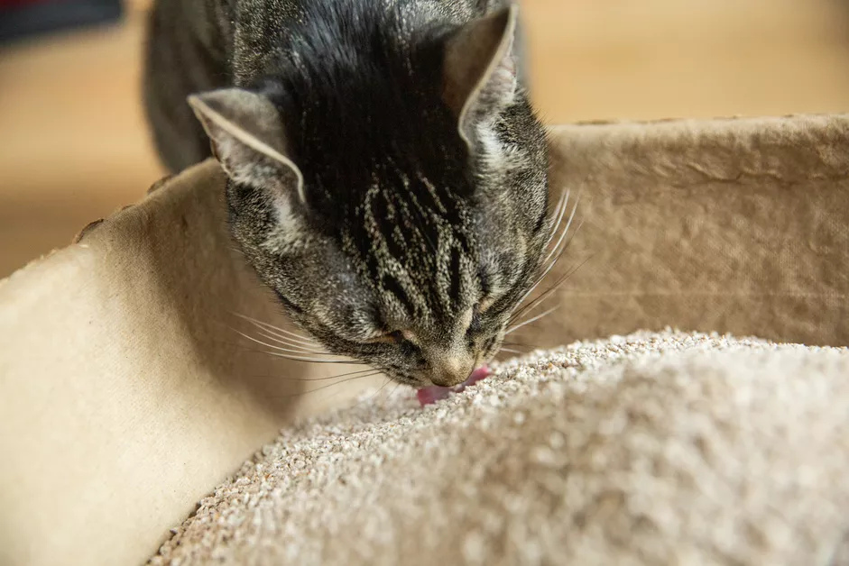 正在吃垃圾的猫