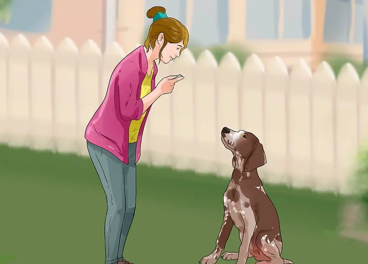 狗狗的专注力要如何训练呢？