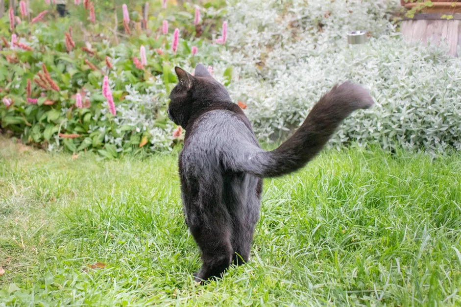 露出屁股的小黑猫