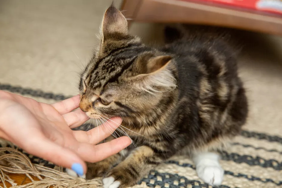 如何阻止小猫抓咬？